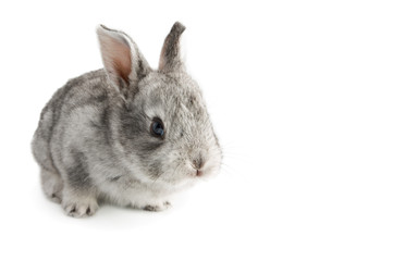 Cute little baby rabbit on white background, isolated