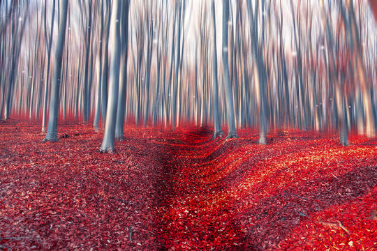 Fototapeta Enchanted forest path.Fairytale gloomy forest with trees and dried leaves road