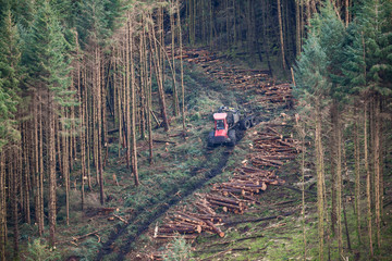 wood log harvester collecting chopped tree logs in a cut forest area