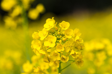 Obraz premium 菜の花