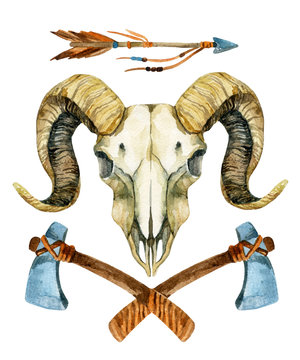 Sheep skull isolated on white background