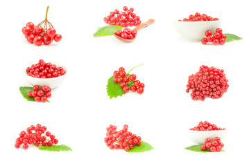 Set of bunches of red viburnum