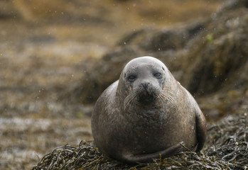 Grey seal