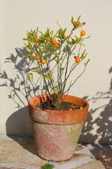 Plant d'Argousier avec ses fruits