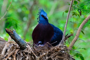 Victoria crowned pigeon, Victoria goura.