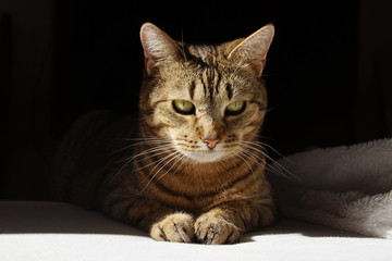 Sunlit green eyed tabby cat lying on a bed