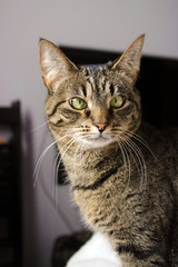 Green eyed tabby cat looking sideways