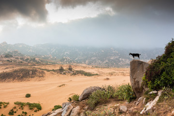 Black goat on the edge of a stone in the desert