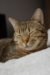 Sleeping tabby cat lying on the bed
