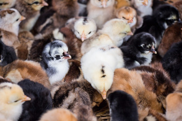 Bunch of motley chickens closeup