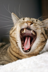Yawning tabby cat lying on a bed