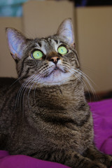 Frightened tabby green eyed cat lying on a purple bed looking upwards