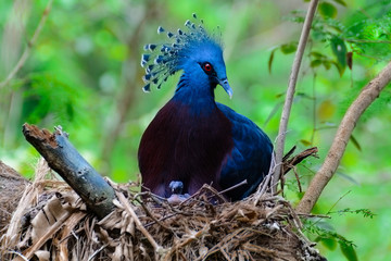 Victoria crowned pigeon, Victoria goura.