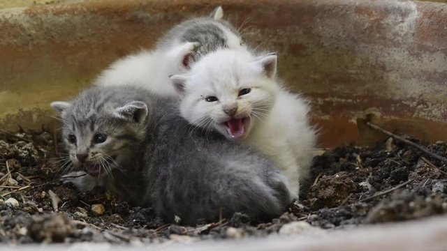 Three kittens meow