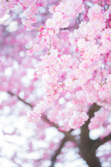 Cherry Tree