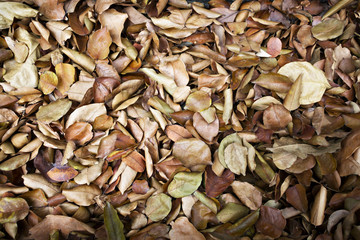 Texture of dry leaves for backgrounds.
