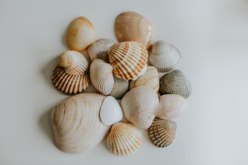Fototapeta na wymiar Composición de decoración con conchas marinas en un fondo blanco