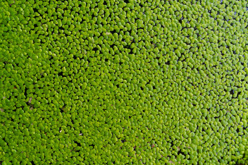 Duckweed covered on the water surface for lush background.