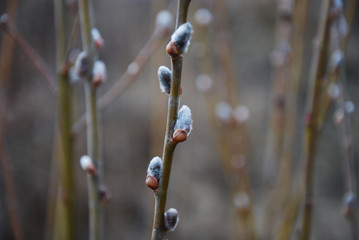 Willow catkins on a twig