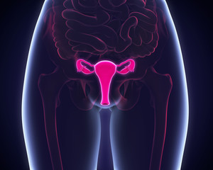 Female Reproductive System