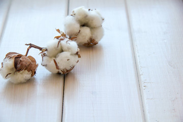 large Flowers of cotton on wooden table
