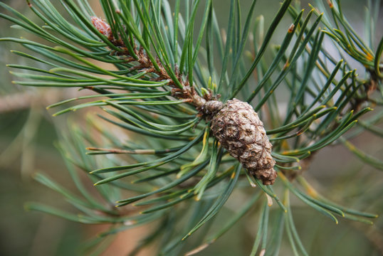 Growing pine tree cone