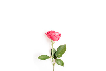 Beautiful red rose flower isolated on white background. Flat lay, top view. Mothers day or valentines day background.