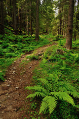 Obraz premium Trail in the forest