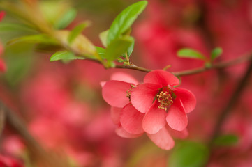 Japanese quince