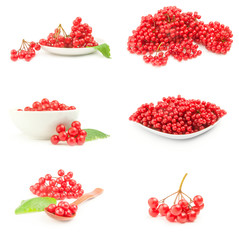Group of red guelder rose berries