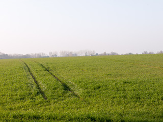 Fototapeta na wymiar Lush Green Fields in the Height of Spring