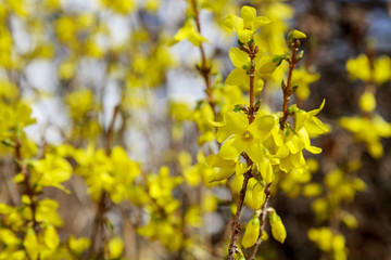 Gelb blühende Forsythien im Frühling zur Osterzeit mit Buschwerk im Hintergrund