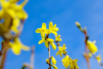 Gelb blühende Forsythien im Frühling zur Osterzeit mit strahlend blauem Himmel im Hintergrund