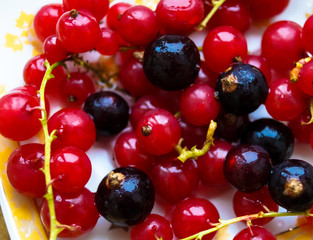 currant berries macro