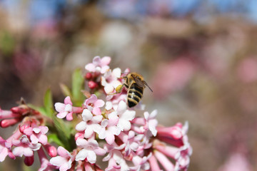 Bee on pink flower