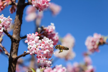 Bee fly to flower