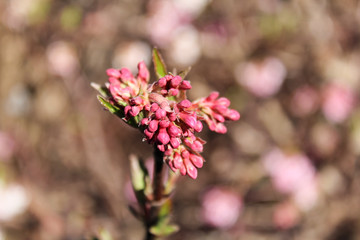 Red flower with blured background
