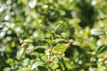 Green bush, macro photo