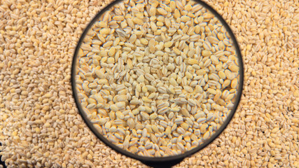 TOP VIEW: Pearl barlies and a magnifying glass