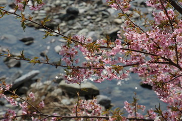 川辺の桜