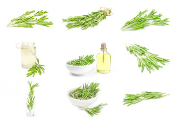 Collection of rosemary on a white background