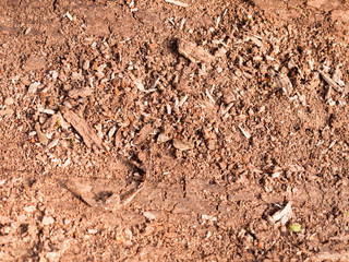 The Texture of Trees Up Close and Personal