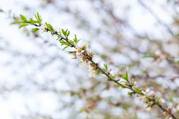 Spring tree pink flowers and green leaves on blue sky background 