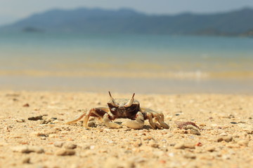 crab, beach, sea, nature