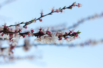 Spring tree pink flowers and green leaves on blue sky background 
