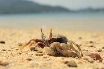 crab, beach, sea, nature
