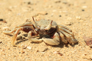 crab, beach, sea, nature