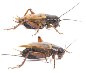 Closeup side view of red cricket isolated on white background, collection male and female cricket 