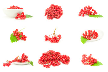 Collage of arrowwood berries isolated on a white background cutout