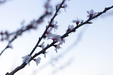 Spring tree pink flowers and green leaves on blue sky background 